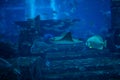 Huge manta ray fish flying underwater among other fish in oceanarium