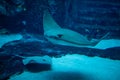 Huge manta ray fish flying underwater among other fish in oceanarium