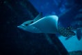 Huge manta ray fish flying underwater among other fish in oceanarium