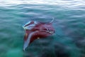Huge manta ray just near the water`s surface