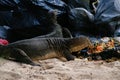 Huge 2 meters reptiles varans are eating garbage/discarded food from restaurant.