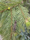Huge mosquito on the pine tree in macro view Royalty Free Stock Photo