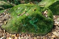 Huge mossy rocks in the forest Royalty Free Stock Photo