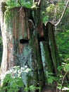 A huge mossy stump of a red cedar tree with a unique smiling face carved into the trunk.  This is in the forests of Vancouver Royalty Free Stock Photo