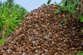 Huge mountain of coconut`s shells