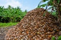 Huge mountain of coconuts peels Royalty Free Stock Photo