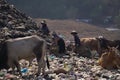 Huge mountains of garbage piled up in the Piyungan landfill, scavengers and animals can be seen. Waste management emergency in