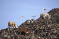Huge mountains of garbage piled up in the Piyungan landfill, scavengers and animals can be seen. Waste management emergency in