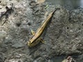 A huge mudskipper on the wetlands muddy ground