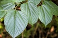 Huge Mulberry Leaf Details - Morus rubra Royalty Free Stock Photo