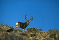 Huge Mule Deer Buck Royalty Free Stock Photo