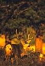 Huge Mule Deer Buck Royalty Free Stock Photo