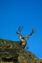 Huge Mule Deer Buck Royalty Free Stock Photo