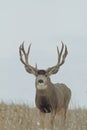 Huge Mule Deer Buck Royalty Free Stock Photo