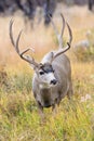 Huge mule deer