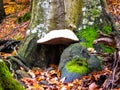 Huge mushroom, adherent bark tree Royalty Free Stock Photo