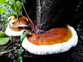 a huge mushroom from the base of a tree, brown mushroom with a white border Royalty Free Stock Photo