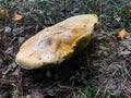Huge mushroom in the forest Royalty Free Stock Photo