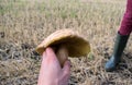 Huge mushroom in hand