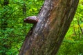 Huge mushroom parasite on trunk of a tree
