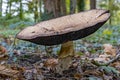 A huge mushroom, the portobella mushroom Agaricus August, photographed near Linschoten Royalty Free Stock Photo