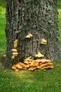 A huge mushroom, a sulfur-yellow tinder fungus, on the trunk of a large oak tree.