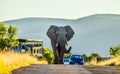 Huge and musth African elephant Loxodonta Africana road block in Kruger national park