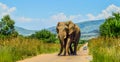 Huge and musth African elephant Loxodonta Africana road block in Pilanesberg national park