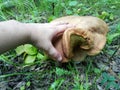 Huge Mutant Mushroom