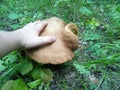 Huge Mutant Mushroom