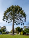 Bunya Tree Native to Australia Royalty Free Stock Photo