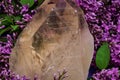 Huge natural Citrine Cathedral Quartz from Brazil surrounded by purple lilac flower.