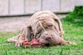 Huge Neapolitan Mastiff Dog Eat A Raw Bone Royalty Free Stock Photo