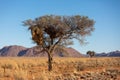 Huge nest of the sociable weaver is a species of bird in the Weaver family endemic to Southern Africa. Namibia Royalty Free Stock Photo