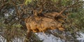 Huge nest of sociable weavers birds at the Namib Naukluft National Park, Namibia Royalty Free Stock Photo