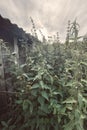huge nettle wild plants Royalty Free Stock Photo