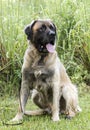 Huge Newfoundland Leonberger mountain dog mix breed dog adoption photograph