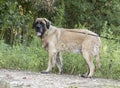 Huge Newfoundland Leonberger mountain dog mix breed dog adoption photograph