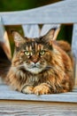 Huge noble Maine coon cat lies impressively on white bench in the garden and looks at the camera.