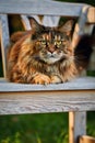 Huge noble Maine coon cat lies impressively on white bench in the garden and looks at the camera.