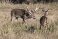 Huge non-typical whitetail buck chasing doe