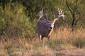 Huge non-typical whitetail buck coming out of brush