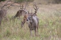 Huge nontypical whitetail buck in early fall