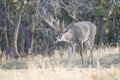 Huge nontypical whitetail buck with head down