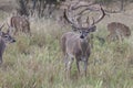 Huge Nontypical Whitetail Buck Royalty Free Stock Photo