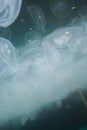 A huge number of aurelius jellyfish in the water. Underwater world. A small tentacle on the edge of the jellyfish in macro.