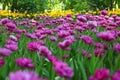 Huge number of lilac and yellow tulips in the spring garden