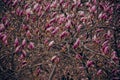 Beautiful purple purple magnolia tree with closed buds Royalty Free Stock Photo