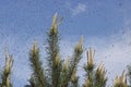 A huge number of mosquitoes against a cloudy sky above the shoots of pines. Swarm of gnats. The mating season in mosquitoes