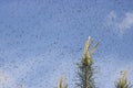 A huge number of mosquitoes against a cloudy sky above the shoots of pines. Swarm of gnats. The mating season in mosquitoes